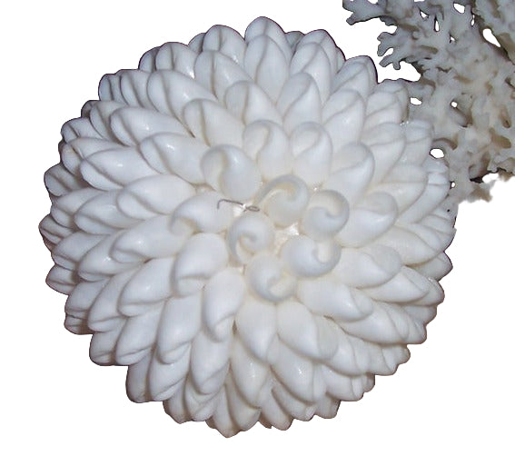 White Bubble Shell Ball - 4"