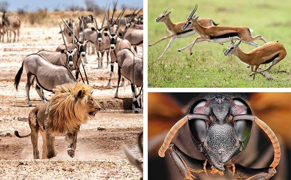 Animal Behavior: Stories of Instinct, Intelligence, and Adaptation