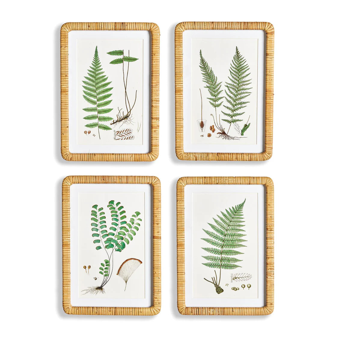 Forest Fern Prints