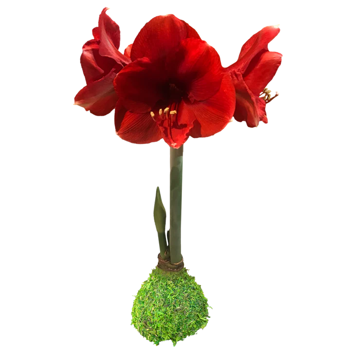 Waxed Red Lion Moss Base