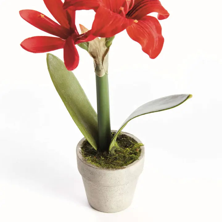 Mini Amaryllis Potted Drop-In 9"