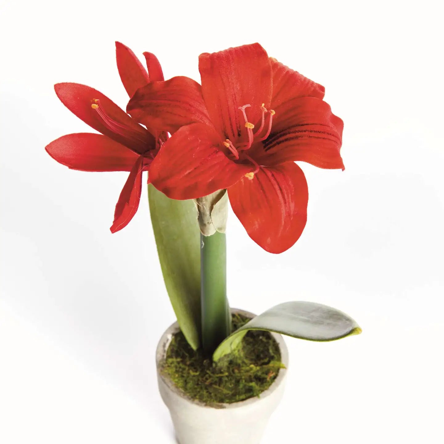 Mini Amaryllis Potted Drop-In 9"