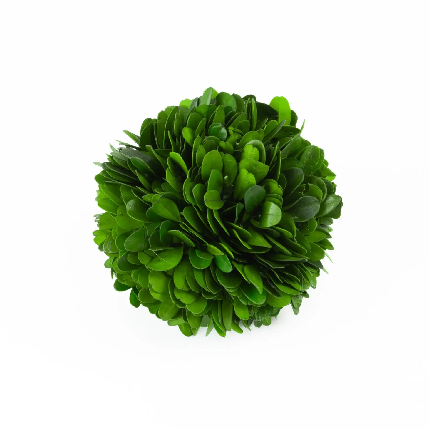Preserved Boxwood Ball - (two sizes)