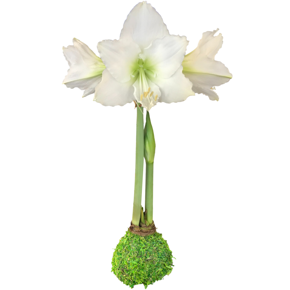 Waxed White Amaryllis Bulbs  - 4 colors