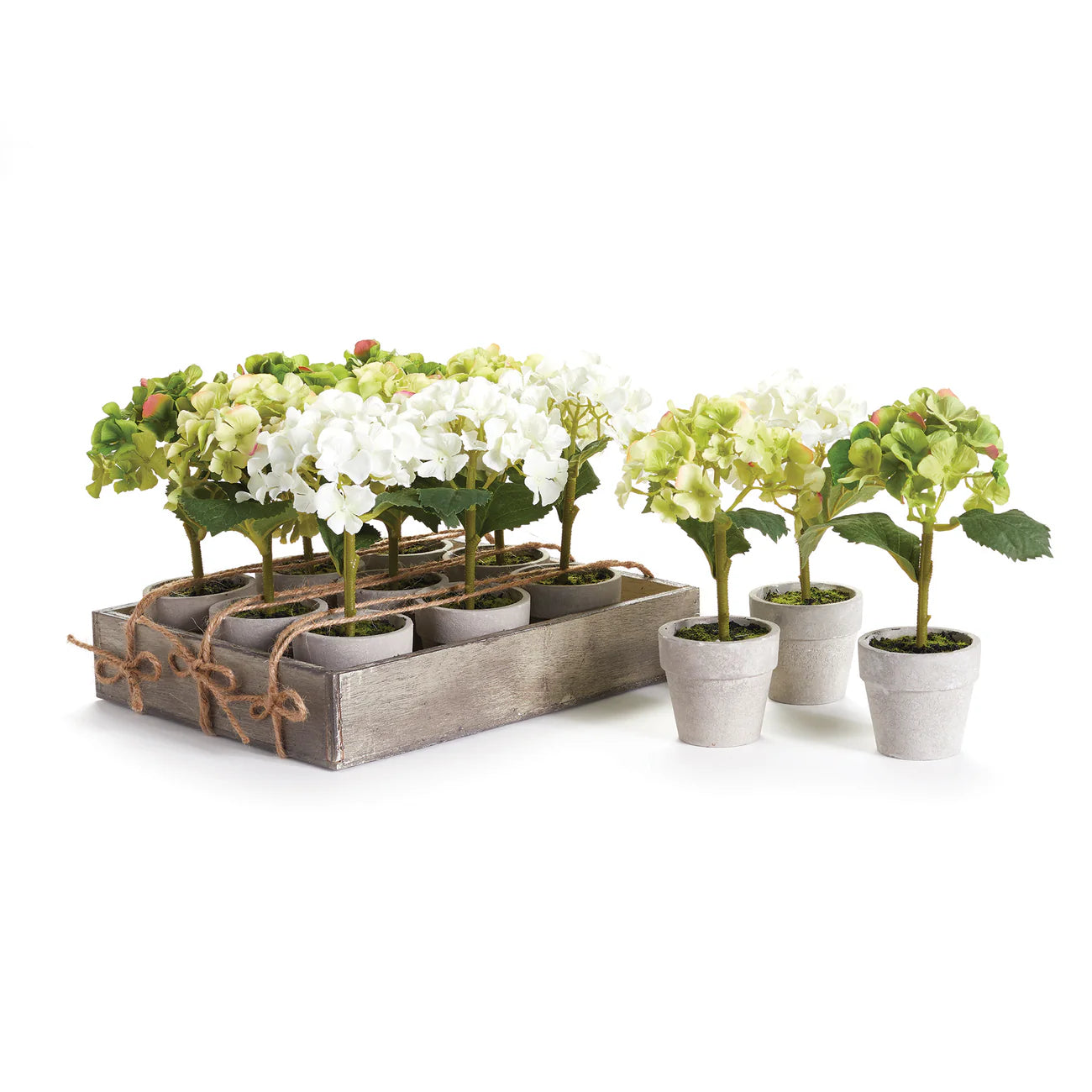 Mini Hydrangea 7" Potted - Three Colors