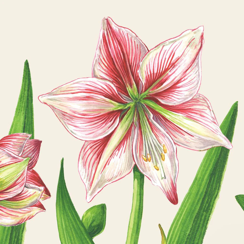 Amaryllis Blooms Cocktail Napkins - Pack of 20