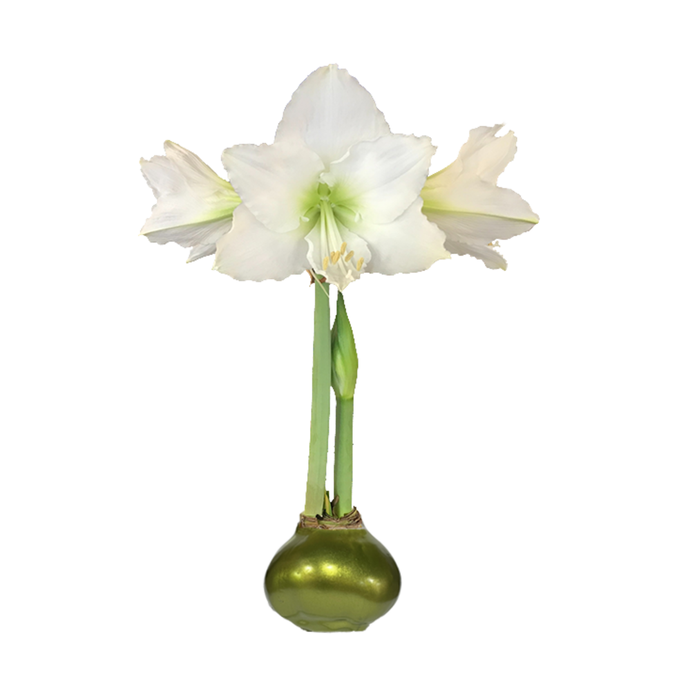 Waxed White Amaryllis Bulbs  - 4 colors