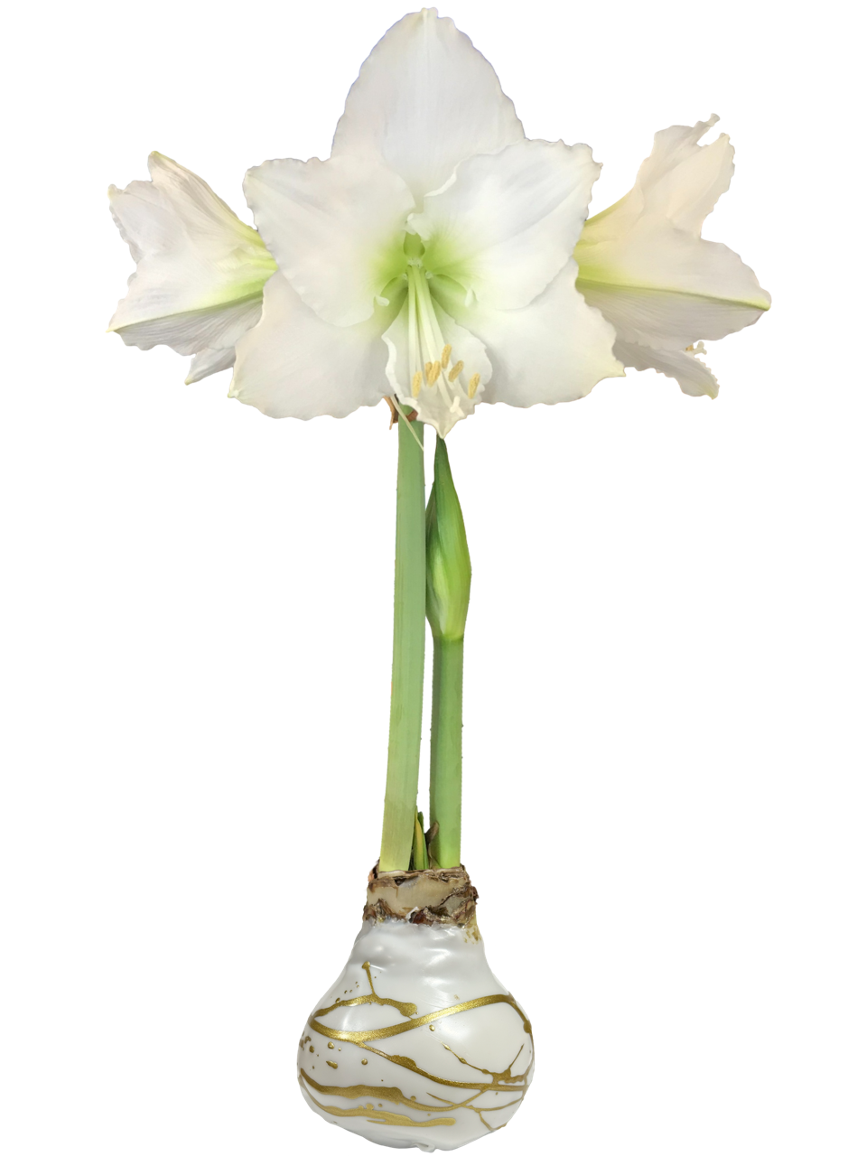 Waxed White Amaryllis Bulbs  - 4 colors