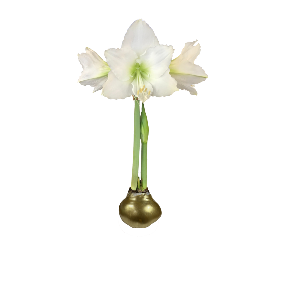 Waxed White Amaryllis Bulbs  - 4 colors