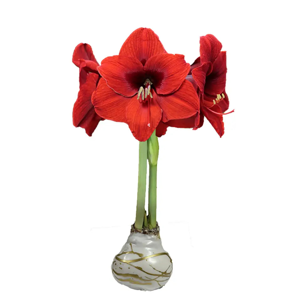 Red Flower Waxed Amaryllis Gold Lacquer Splatter Base