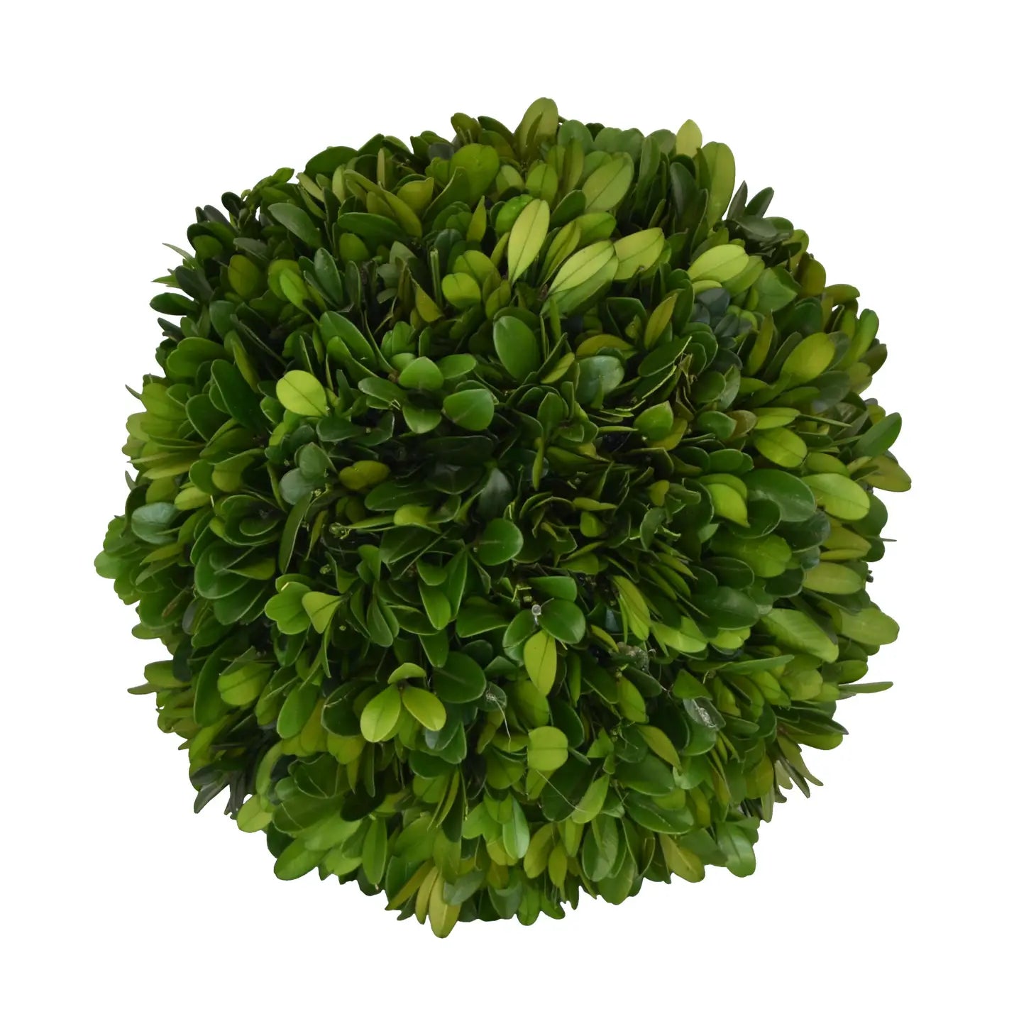 Preserved Boxwood Ball - (two sizes)