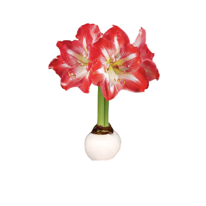 Waxed Amaryllis Bulbs w/ Minerva Blooms - 2 Colors