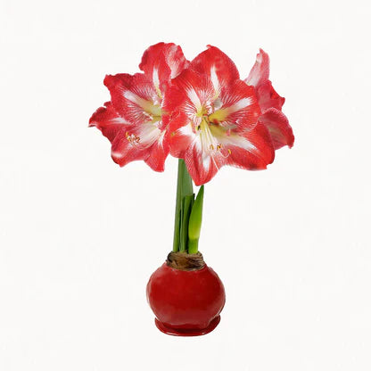 Waxed Amaryllis Bulbs w/ Minerva Blooms - 2 Colors