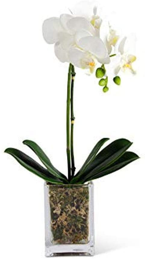 17" Inch White Orchid in Square Glass Container