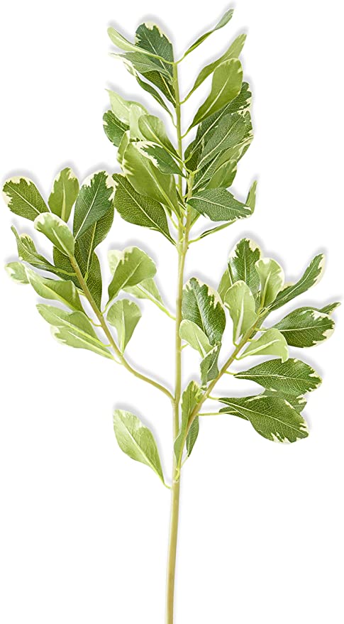28 Inch Pittosporum Leaf Stem - Green